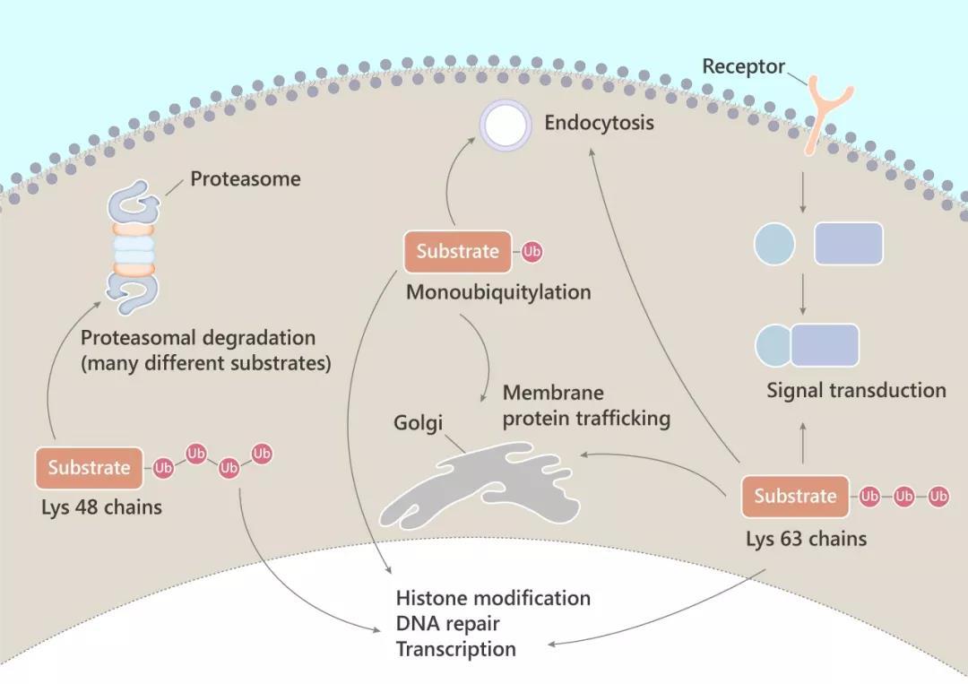 Ubiquitin