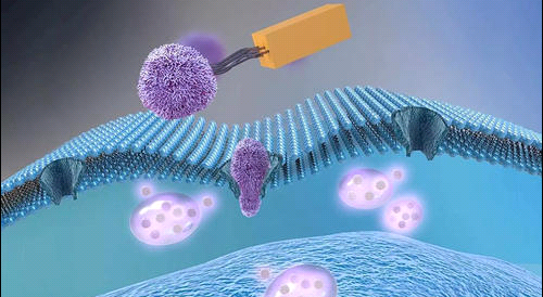 Cy5.5֬|(zh)w Cy5.5 Liposome
