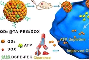 PLGA-TK-PEG-NH2, -Ҷ-ͪ-ۣDL--co-ҽ