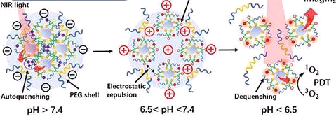 ~c(din)֬|(zh)w(Folate-QDs-Liposome)pgӹٷ﹩(yng)DSPE-PEGs֬|(zh)wƷ(w)