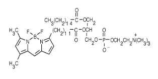 -BODIPY FL C12-HPC.png