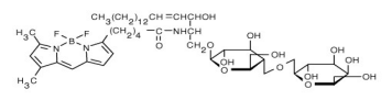 c BSA ͺϵ BODIPY FL C5-(jng).png