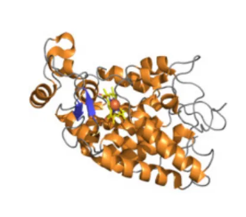 HRP-MAL|^øӛRMaleimide-HRP|R^øӛ-pgӹٷﶨԇ.png
