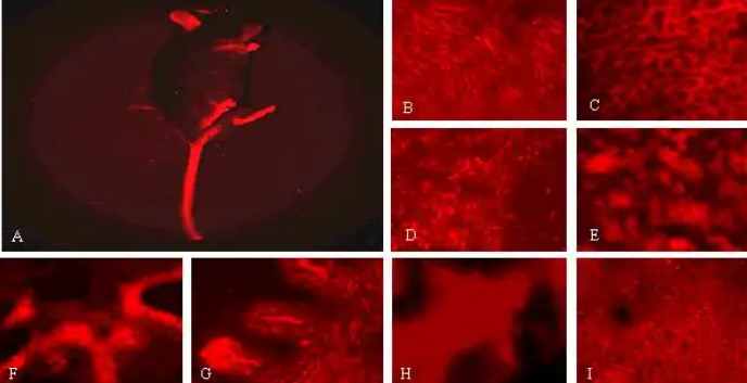 CY3-DNAݼȾcy3ɹ(bio)ӛÓǺDNA.png