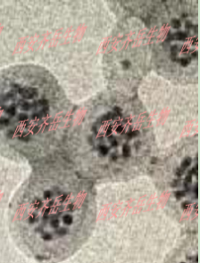 ۺAg2Scdˎ