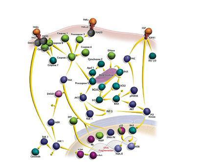 FITC-ɫC;FITC-Cytochrome C;ɹɫC