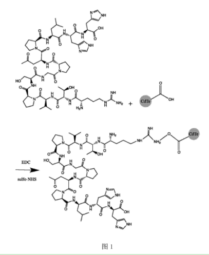CLV3ʮCdTec(din)