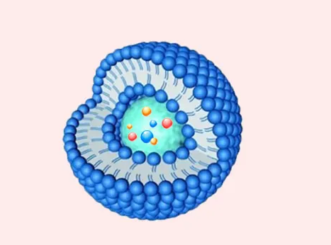 6-ȼ׻ɹؘ(bio)ӛ֬|(zh)wdܾø