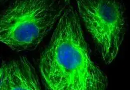 FITC(bio)ӛ