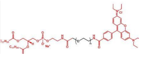 ɹȾ_Ҷ֬Rhodamine-PEG-DSPE֬PEG_