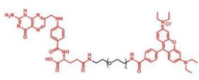 ɹȾ_-Ҷ-~RB-PEG-FARhodamine-PEG-Folatea(chn)Ʒ|