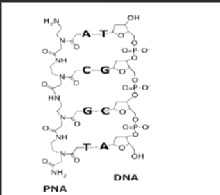 ߼״ȾCY7(bio)ӛĺPNA