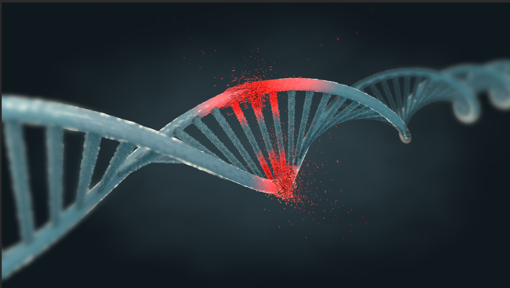 ,Ȳż(lin)DNA