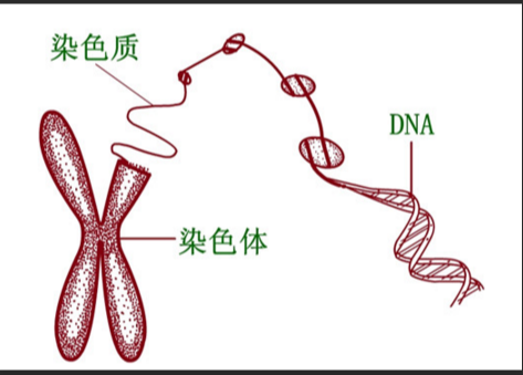k/\cDNAÓǺᣩ