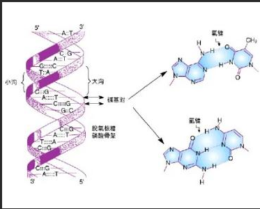 DNAt^(q)CdTe/CdSc(din)
