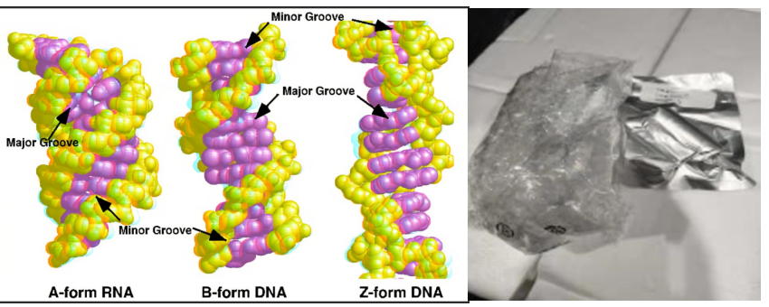 DNAЙC(j)ﱡĤ