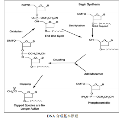 5-Ȼɹؘ(bio)ӛDNA
