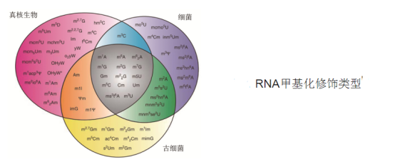 tɹȾϘ(bio)ӛǺRNA