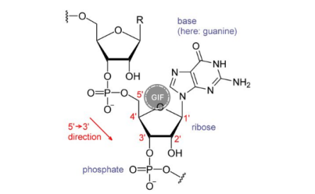 B0DIPY 530/550(bio)ӛRNAǺ
