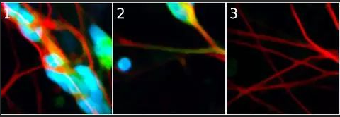 FITCɹؘ(bio)ӛF{