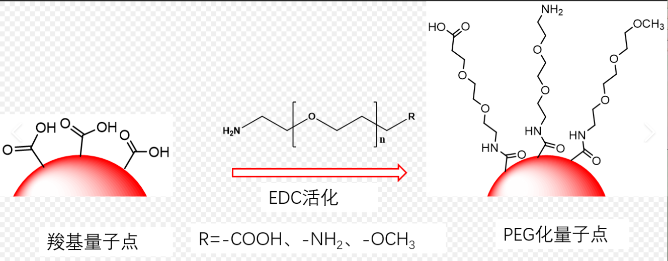NH2-PEGCdSe/ZnSc(din)