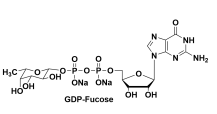 Guanosine 5'-diphospho-fucose 5'-Bն-L-rǶc} 15839-70-0
