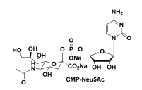 UDPҺ  5--N-(jng) CMP-Sia