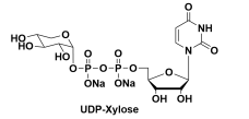 UDPȩ63700-19-6  UDP-glucuronic acidUDP-GlcA