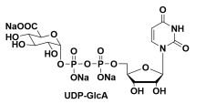 UDP--DǶc} UDP-Gal UDP-galactose