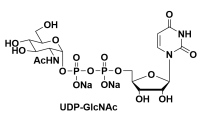 91183-98-1UDP-N-acetylglucosamine5-ऺ-N-ǰc}