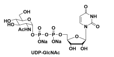 UDP-ľUDP-GlcNAc91183-98-1նľ