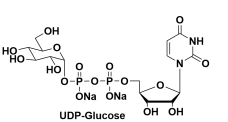 udp-ǣUDP-GlucoseUDP-Glccas117756-22-6, 28053-08-9 