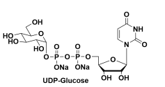 -5'-Ƕc}UDP--D-Glucose, Disodium SaltUDPG