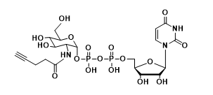 UDP-2-alkynyl-GlcNAcN-ǰ,ȲN-ǰ,