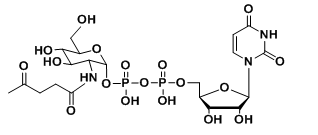 UDP-2-carbonyl-GlcNAcȻնȻ(bio)ӛ