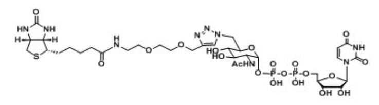 UDP-6-Biotinyl-GlcNAcؘ(bio)ӛػնN-ǰ,