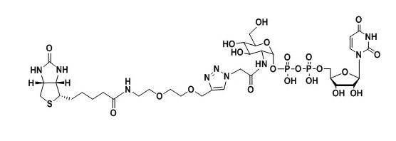 UDP-2-Biotinyl-GlcNAcؘӛ