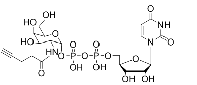 UDP-2-alkynyl-GalNAcȲN-ǰ