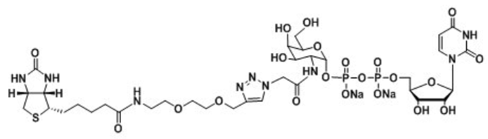 UDP-2-Biotinyl-GalNAcؘ(bio)ӛN-ǰ