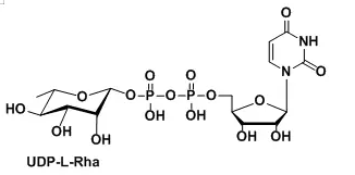 նǣUridine diphosphate rhamnoseUridine5'-(trihydrogendiphosphate),P'-(6-deoxy--L-mannopyranosyl)ester
