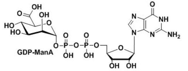 B(nio)ն¶ȩGDP-ManAguanosine diphosphate mannuronic acid