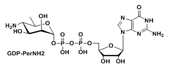 GDP-PerNH2ĶBʺ(bio)ӛ