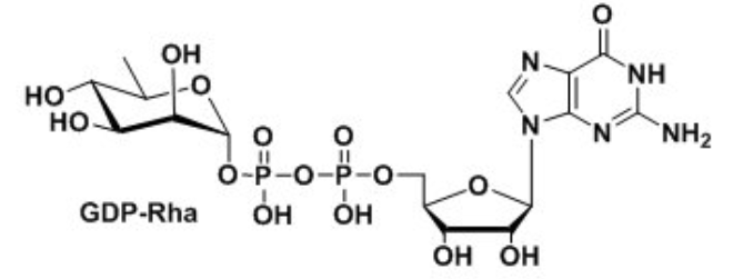 B(nio)ʺ՘(bio)ӛGDP-D-RhamnoseGDP-D-