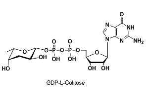 ӛ3-Ó-L-rBʺrǣGDP-L-Colitose