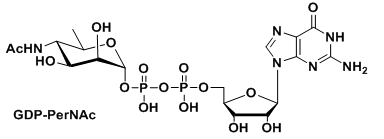 UDP-ǣGDP-PerNAc