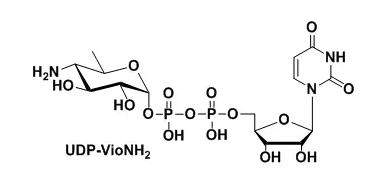 UDP-VioNH2ܻն