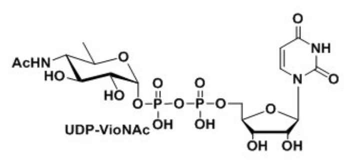 UDP-VioNAcUDP-ManNAcAUridine 5-diphospho-N-acetyl-D-mannosaminuronic acid Disodium Salt?