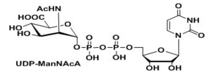 UDP-VioNAcUDP-ManNAcAUridine 5-diphospho-N-acetyl-D-mannosaminuronic acid Disodium Salt?