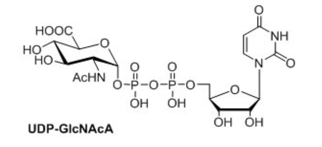 UDP-N--DǰUDP-GlcNAcA
