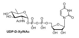 UDP-UDP-D-XylNAcUDP-4n-D-FucNAcUDP-diBAcNAc